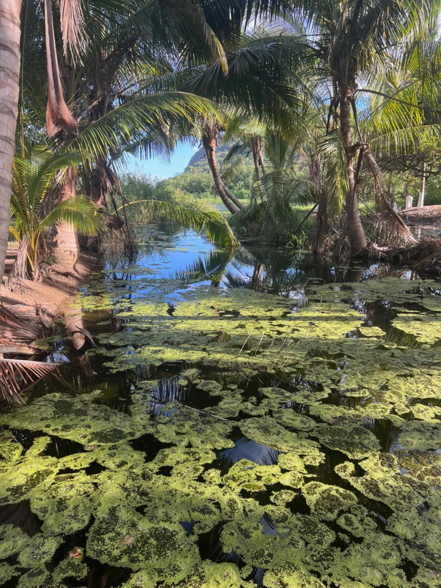 Casa Botanica Hotel Lo de Marcos Kültér fotó